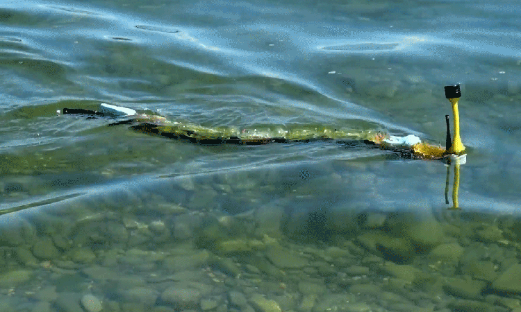This amazing robot swims like an eel AND detects pollution